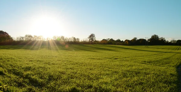 Low fall sun shines over a green meadow — Stock Photo, Image