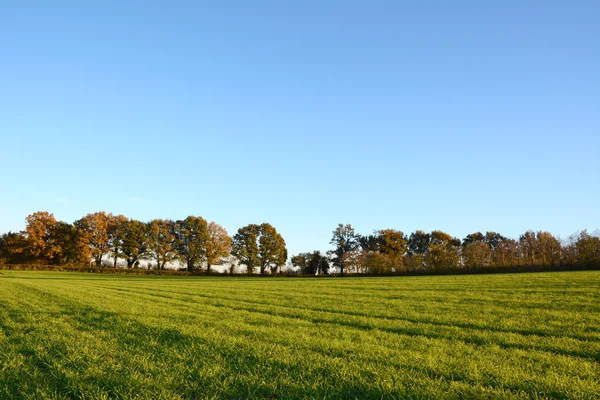 Campo de fazenda verde afiado por árvores de outono — Fotografia de Stock