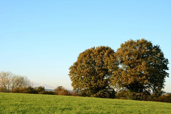 Groen veld met twee eiken bomen op een heldere herfstdag — Stockfoto