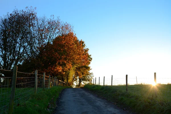 Camino que conduce cuesta arriba a los árboles de otoño iluminados por el sol al atardecer —  Fotos de Stock
