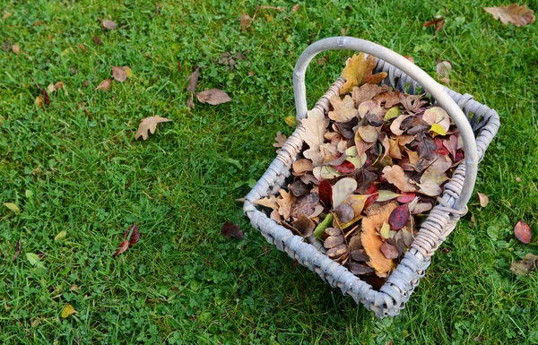 Woven basket of fall leaves on grass — Stock Photo, Image