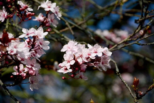 Flores de cerezo florecen en el árbol — Foto de Stock