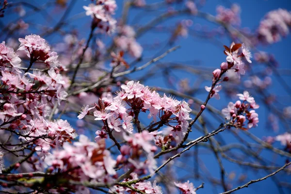 Розовый цвет декоративной вишни — стоковое фото