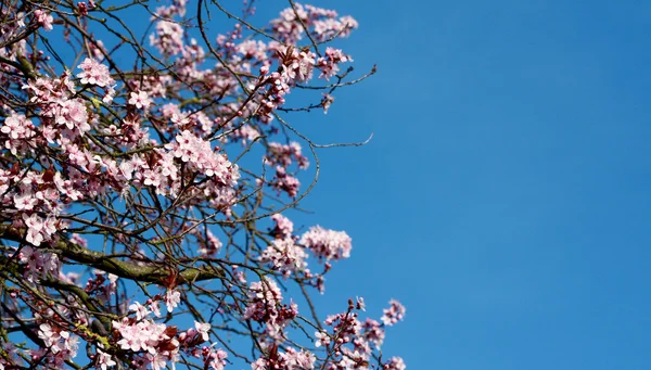 Розовая вишня цветет на фоне голубого неба — стоковое фото