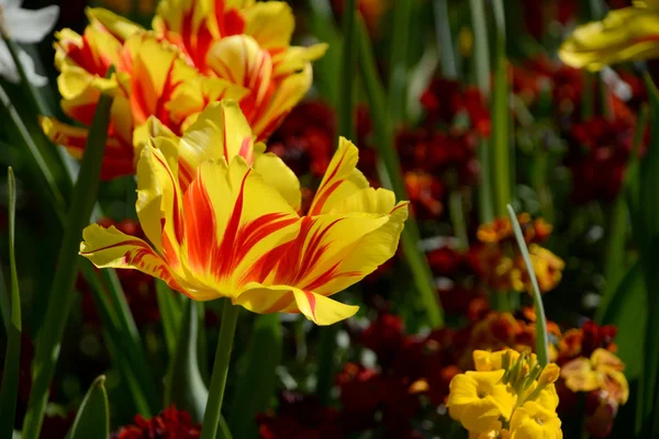 Röd och gul-randig monsella tulpaner — Stockfoto