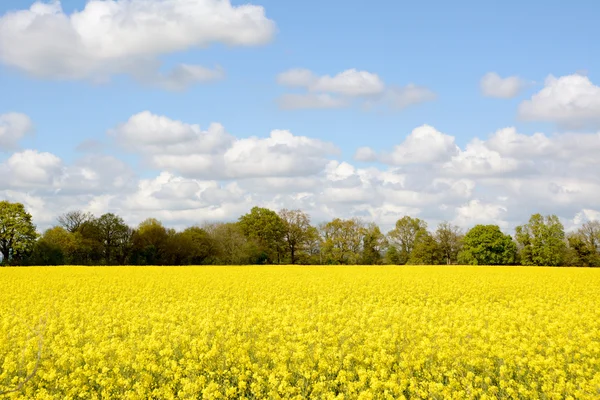 Field of bright yellow oilseed rape — Stock Photo, Image