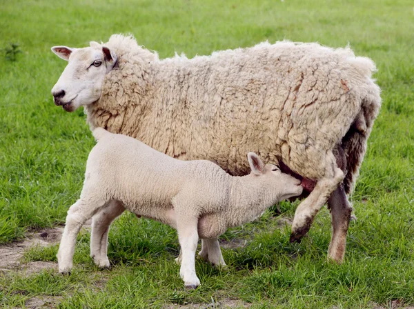 Young lamb suckles from its mother — Stock Photo, Image