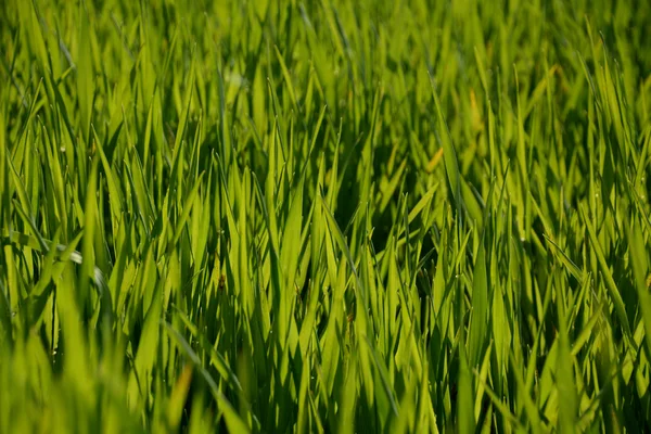 Plantas de trigo verde jóvenes retroiluminadas — Foto de Stock