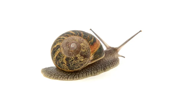 Garden snail crawling away — Stock Photo, Image