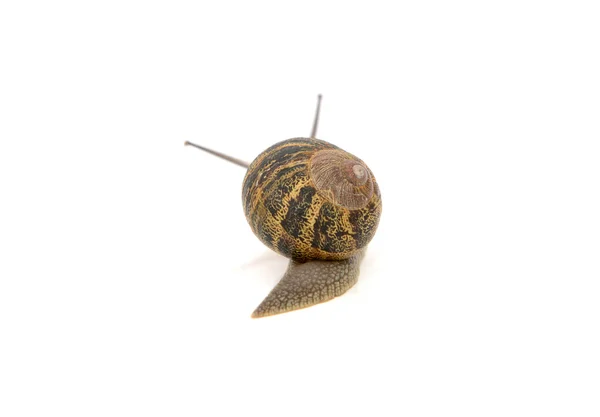 Snail with stripey shell slides away, tentacles visible above it — Stock Photo, Image