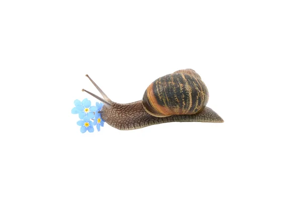 Garden snail exploring blue forget-me-not flowers — Stock Photo, Image