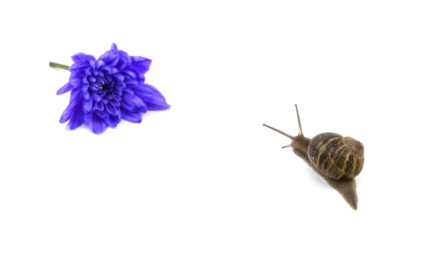 Garden snail heads towards a blue flower in the distance — Stock Photo, Image