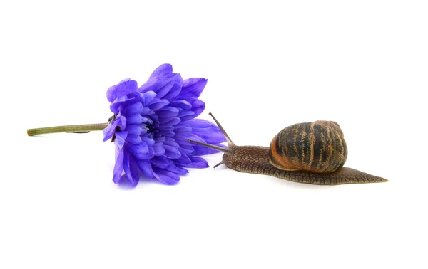 Snail approaches a cut blue chrysanthemum bloom — Stock Photo, Image