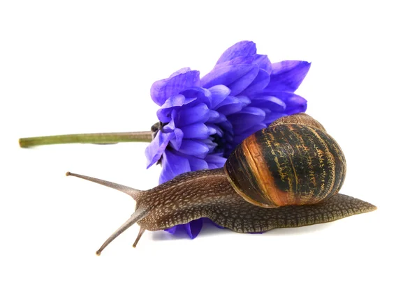 Garden snail slides over the petals of a blue chrysanthemum flow — Stock Photo, Image