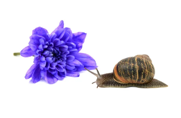Closeup of a snail with stripy shell in front of a blue chrysanthemums — Stock Photo, Image