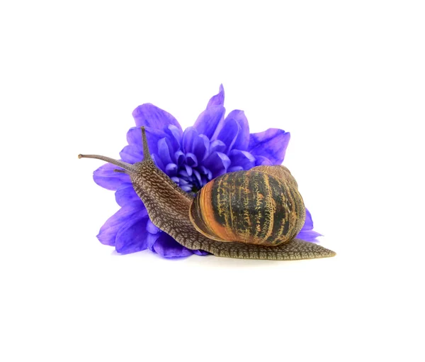 Garden pest, the snail, eats a blue chrysanthemum flower — Stock Photo, Image