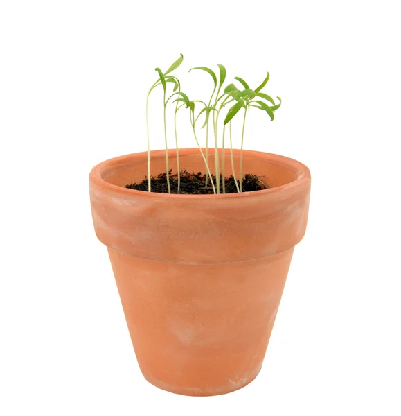 Endive seedlings in need of thinning in a terracotta flowerpot — Stock Photo, Image