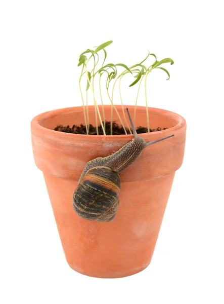 Caracol de jardim escalando um vaso para atacar mudas jovens — Fotografia de Stock