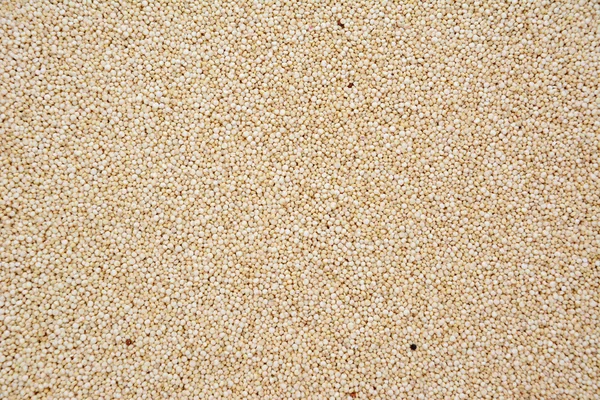 Quinoa obilí — Stock fotografie