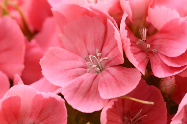 Makro rosa sweet william blommar — Stockfoto