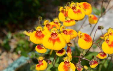 calceolaria çiçek