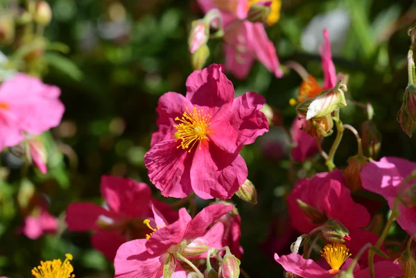 Pink helianthemum — Stock Photo, Image