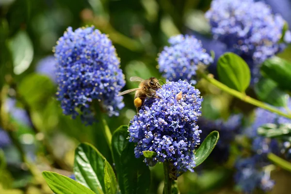 La abeja que recoge el polen del ceanothus — Foto de Stock