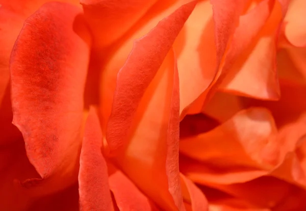 Abstract rose petals — Stock Photo, Image