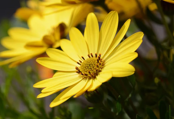 Amarilla flor de margarita africana —  Fotos de Stock