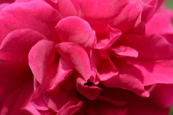 Deep pink rose — Stock Photo, Image