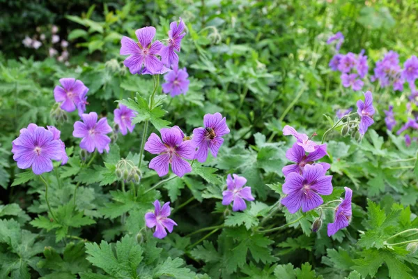 Purple geraniums with a honeybee — Stock Photo, Image
