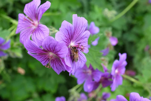 Honeybee taking nectar from a geranium — Stock Photo, Image