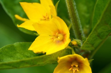 Sarı loosestrife 