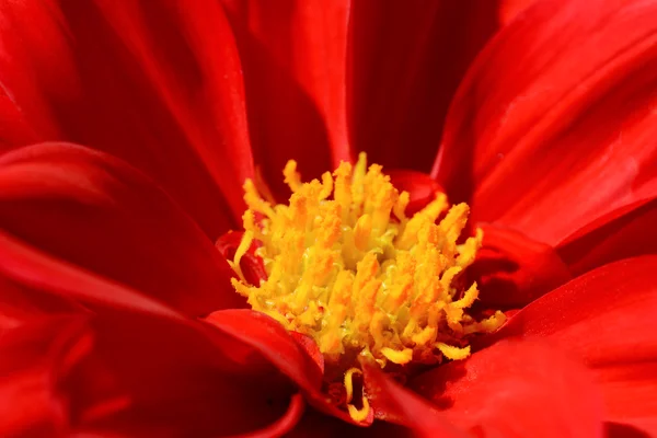 Red dahlia flower with yellow centre — Stock Photo, Image