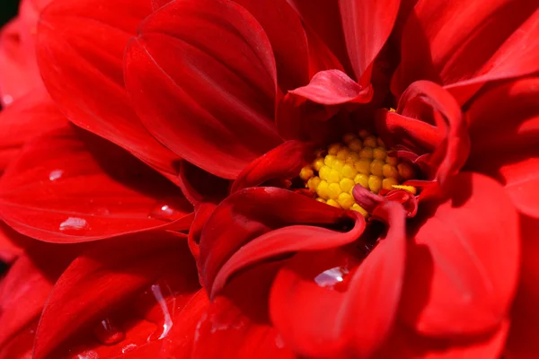 Red dahlia bloom with droplets of water — Stock Photo, Image