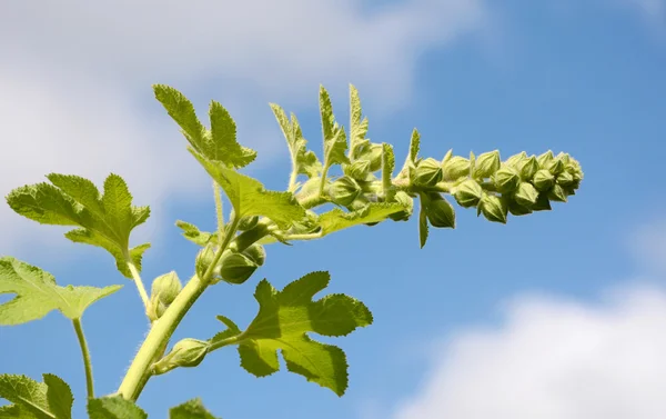 Hollyhock bloem stam tegen de hemel — Stockfoto