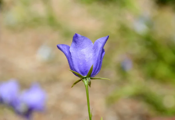 Blue campanula flower — Stock Photo, Image