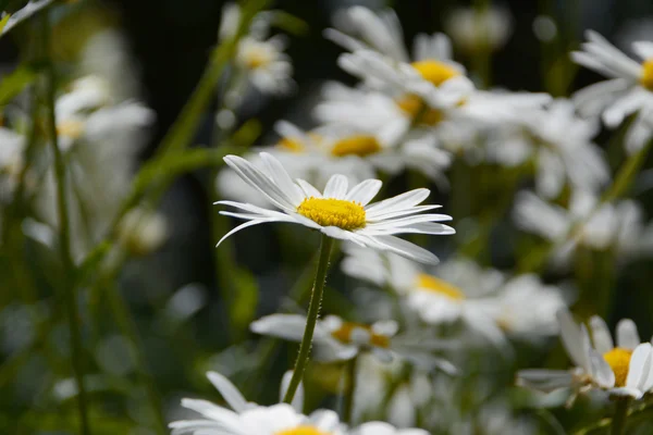 Daisy blooms — Stock Photo, Image