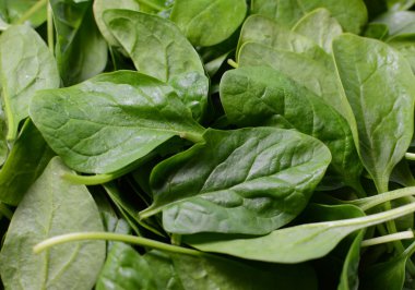 taze yeşil ıspanak yaprakları yıkanır