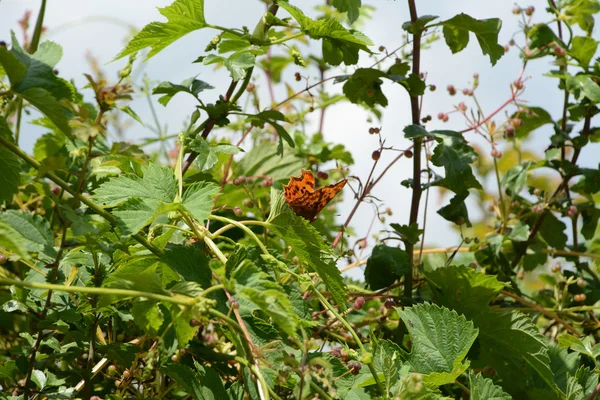 Borboleta vírgula em um hedgerow exuberante — Fotografia de Stock