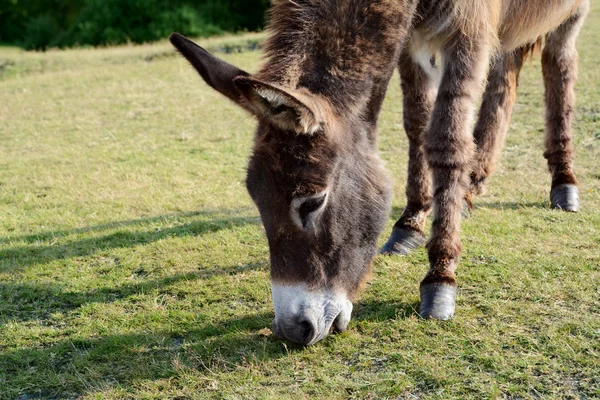 Vänliga donkey bete i new forest — Stockfoto