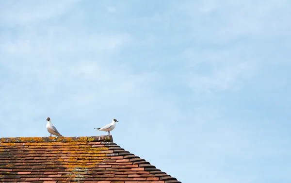 Two gulls on top of a terracotta tiled roof — Stock Photo, Image