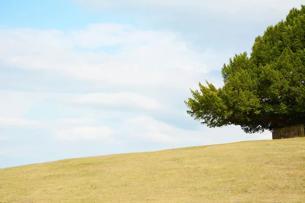 Gökyüzüne boş bir tepe üzerinde ağaç kare — Stok fotoğraf