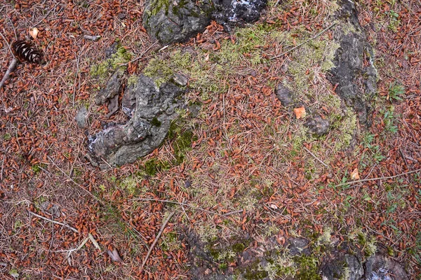 Waldboden im neuen Wald — Stockfoto