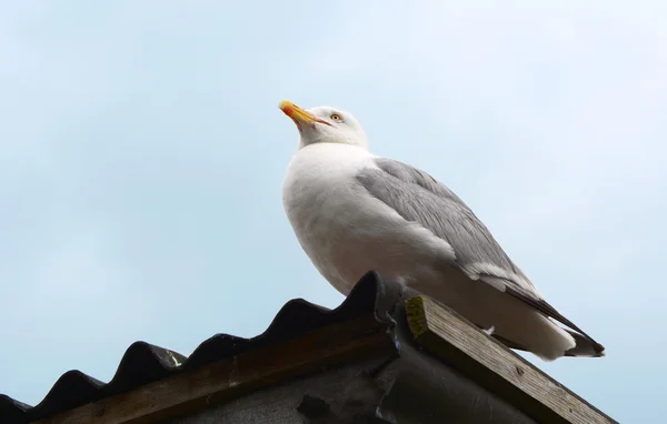 Gull sitting on a corrugated iron roof — Stock Photo, Image