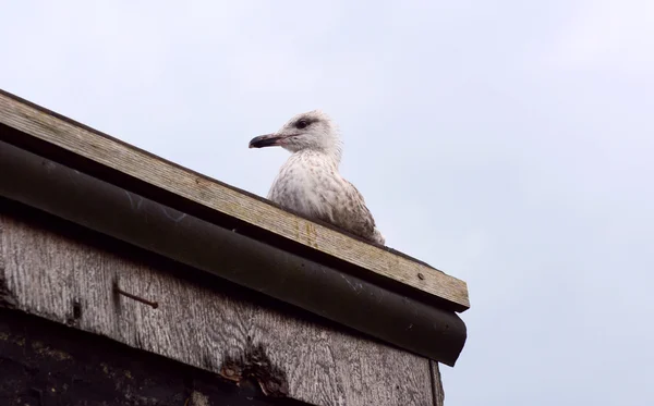 Fledgling seagull on the roof of a shack — Stock Photo, Image