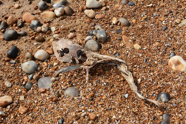 砂利浜に滑らかな鮫のスケルトン — ストック写真