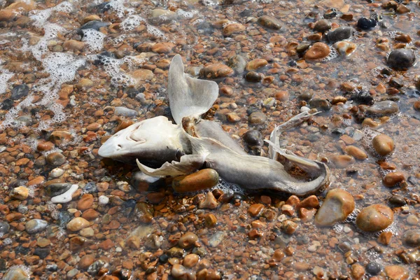 Tiburón sabueso muerto arrastrado a tierra —  Fotos de Stock