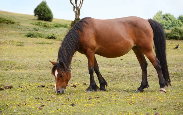 Bay pony in foal grazing in the New Forest — Stock Photo, Image