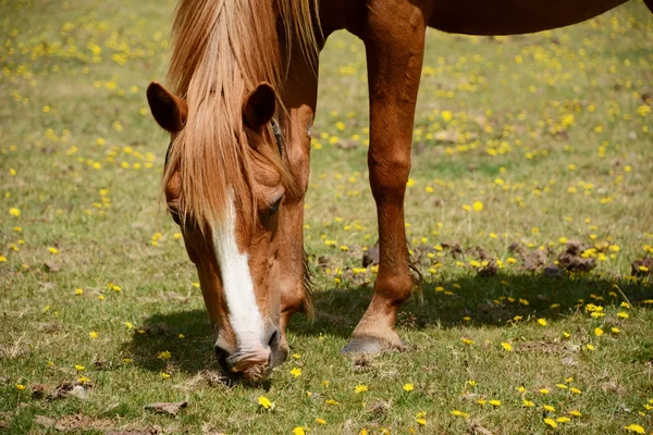 Pony castagno nella Foresta Nuova — Foto Stock